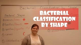 Bacteria Classification by Shape [upl. by Susejedairam223]