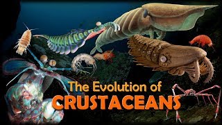 The Evolution of Crustaceans 🦐🦀 [upl. by Streetman]