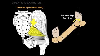 Deep hip rotator muscles [upl. by Edris]