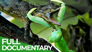 Praying Mantises  Deadly Killers of the Insect World  Free Documentary Nature [upl. by Lledrev]