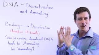 DNA Denaturation Melting and Annealing Renaturation [upl. by Stokes]