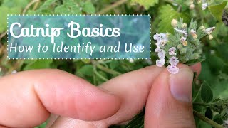 Catnip Basics How to Identify and Use [upl. by Marmion798]