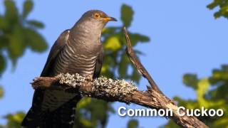 Cuckoo Bird Song and Pictures  Common Cuckoo [upl. by Slaby]