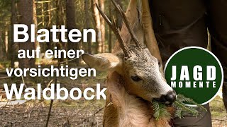 Blatten auf einen vorsichtigen Waldbock  JagdMomente  2021  Jagdfilm No 4 [upl. by Zelten]