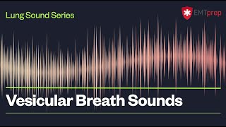 Vesicular Breath Sounds  EMTprepcom [upl. by Annaierb]