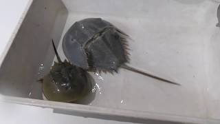 Horseshoe Crab Molting [upl. by Nurat837]