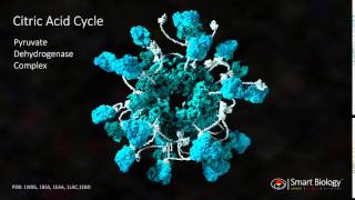 Pyruvate Dehydrogenase Complex [upl. by Lejeune]