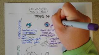 White Blood Cells  Granulocytes amp Lymphocytes  Part 1 [upl. by Jaret]