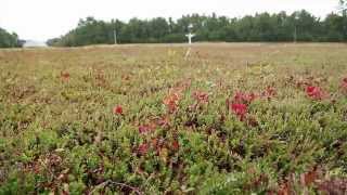 Growing Cannabis Harvest Time [upl. by Aliwt]