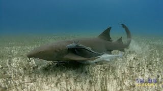 Nurse Sharks  SHARK ACADEMY [upl. by Shira]