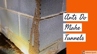 How to tell Ant tubes from Termite Tubes [upl. by Iahcedrom]