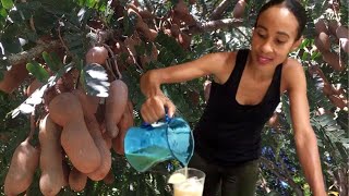 Jamaican Tamarind Drink RECIPE Tamarind BENEFITS  HOW to EAT Tamarinds  Earths Medicine [upl. by Eiramesor760]