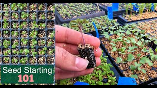 Seed Starting 101  How We Start Seeds  Germinating Seeds Fast  Detailed Lesson  Garden Farm [upl. by Yelbmik]