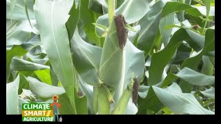 A Fertilizer that boosts your maize yield to 30 bags per acre  Part 1 [upl. by Ettevey]