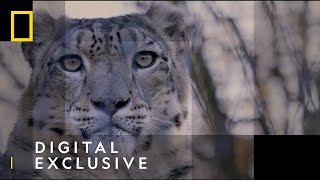 Snow Leopards  101 Facts  National Geographic Wild UK [upl. by Yseulte]