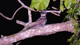 Great Ear Nightjar flying and night 201909 [upl. by Alderson]