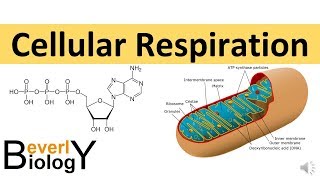 Cellular Respiration in detail [upl. by Liuqnoj]