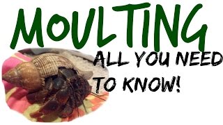 All About Moulting  Hermit Crab Care [upl. by Notsla742]