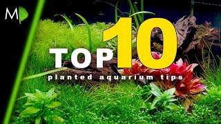 Top 10 Planted Aquarium Tips [upl. by Adna598]