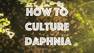 How To Culture Daphnia Magna [upl. by Bound253]