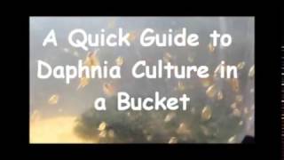 How to culture daphnia outside [upl. by Anikahs]