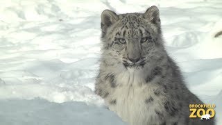 Everest Snow Leopard Cub Playing in the Snow [upl. by Gusba]