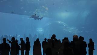 Inauguración Acuario Poema del Mar [upl. by Cirdet]