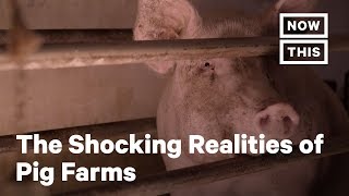 The Horrifying Truth About Pig Farms  NowThis [upl. by Boehmer437]