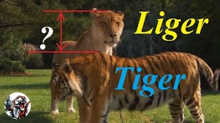 How big Liger is compare to lion and tiger [upl. by Garihc709]