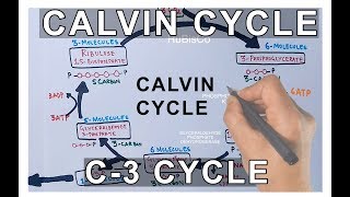 Photosynthesis  Calvin Cycle [upl. by Bathilda841]