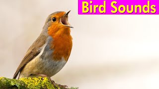 BIRD PICTURES with Sounds and Names in English [upl. by Nuawed]