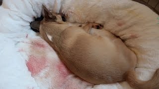 Chihuahua Gives Birth To 3 Puppies [upl. by Auahsoj484]