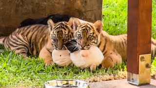 Tiger Cubs Pose For News Cameras  BBC Earth Kids [upl. by Lougheed]