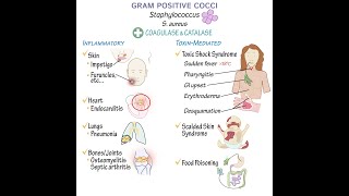 Gram Positive Cocci Overview [upl. by Marcelle]