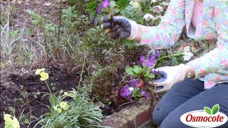 How to Replant Primroses in Deep Shade [upl. by Otsirc927]