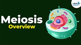 Overview of Meiosis  Dont Memorise [upl. by Adal476]