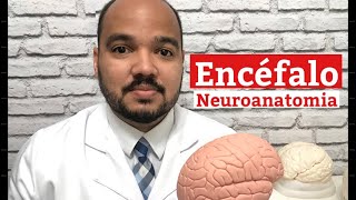 Quais são as partes do cérebro e suas funções Encéfalo  Neuroanatomia Básica [upl. by Aneeram]