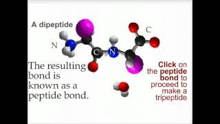 Peptide bond formation  Biofundamentals [upl. by Anauqahc186]