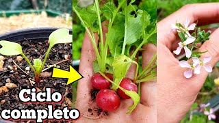 Se COSECHA en SOLO 3 Semanas ‼️ Como plantar rabanitos Germinar  Cultivar y sembrar rabanos [upl. by Eilasor483]