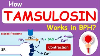 How Tamsulosin Flomax works in BPH [upl. by Arracat]