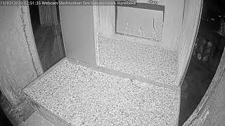 Webcam Slechtvalken SintSalvatorskerk Nest [upl. by Ruel507]