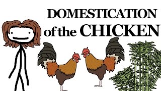 Why the Chicken Got Domesticated [upl. by Tarah]