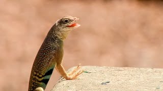 Doing the Lizard Walk [upl. by Akvir]