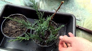 HOW TO GROW PLANTS FROM CUTTINGS  CYPRESS TREE PROPAGATION [upl. by Photima907]