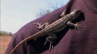 Reptile  Lizard Texas Spiny Lizard [upl. by Sabino694]