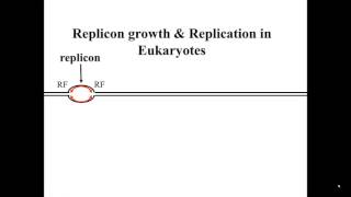 Eukaryotic Replicons in S Phase [upl. by Lladnik316]