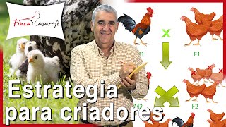 Cómo mejorar la línea en las gallinas estrategia para criadores [upl. by Enitsua]