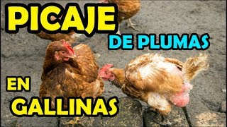 GALLINAS COMEN O PICAN PLUMAS  PICAJE  evitar soluciongallina pollos [upl. by Milty]