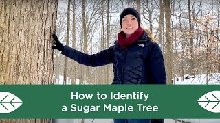 How to Identify a Sugar Maple Tree [upl. by Enaid189]