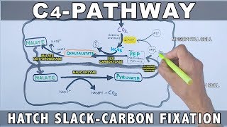 C4 Pathway Carbon Fixation [upl. by Naharba]